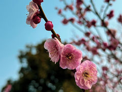 -梅花山(明孝陵内)