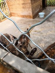 -萌宠亲子动物乐园(槐房万达店)