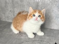 -小猫来了·猫舍(红山六九七九店)