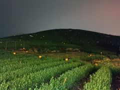 -龙坞茶村