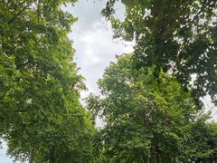 -成都安仁福朋喜来登酒店