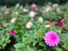 -崇圣寺三塔文化旅游区