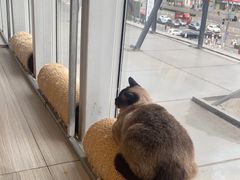 -藏猫猫咖啡主题馆(中央大道店)