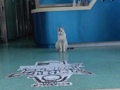 -东方动物医院·宠保定点·骨科·转诊中心(春城路·昆明站分院)