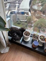 -卡诗亚女士隐形假发增发补发定制店