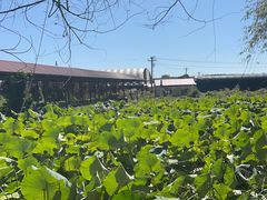 -北纬44度·金珠花海休闲农业旅游景区