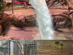 -正佳雨林生态植物园