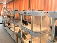 -翊宠yipet猫狗购宠庄园犬舍•猫舍