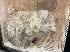 -FAELING PETS美天灵宠物(富力广场店)