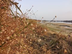 -鹤之洲湿地公园