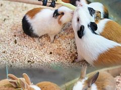 -正佳雨林生态植物园