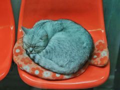 -猫咪博物馆(顶澳仔猫街店)