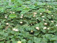 -三盛楼饭店(四流中路店)