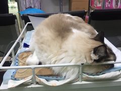 -宠颐生中康贝怡动物医院