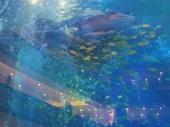 -成都浩海立方海洋公园