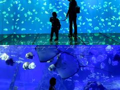 -江和美海洋公园