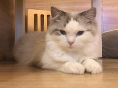 -滚猫咖啡·猫咖·猫友好撸猫(未来城店)