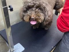 -PETKIT小佩宠物·低压洗护(国顺东路店)