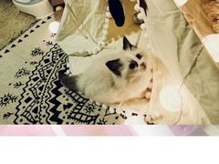 -喵zoo家庭繁育猫舍(尖东智能花园店)