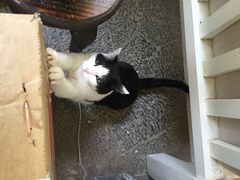 Anne猫窝咖啡屋-Anne猫窝咖啡屋