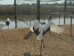 -盐城丹顶鹤湿地生态旅游区