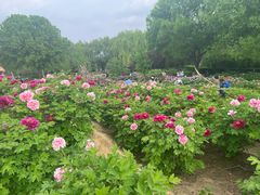 -洛阳市隋唐城遗址植物园