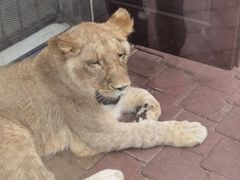 -大连森林动物园