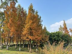 -白鹭湾湿地公园