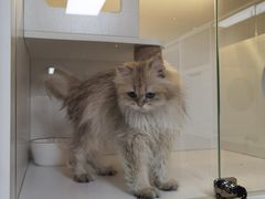 -十月米努特矮脚猫舍