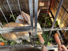 -小鱼草莓采摘园农家乐·小鱼餐厅