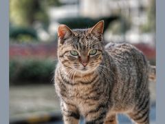-上海财经大学(国定路校区)