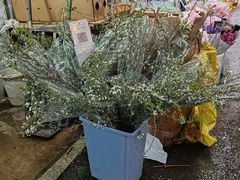 -循礼门鲜花花市(武汉循礼门店)