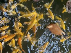 -南宫五洲植物乐园