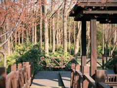 -顾村公园
