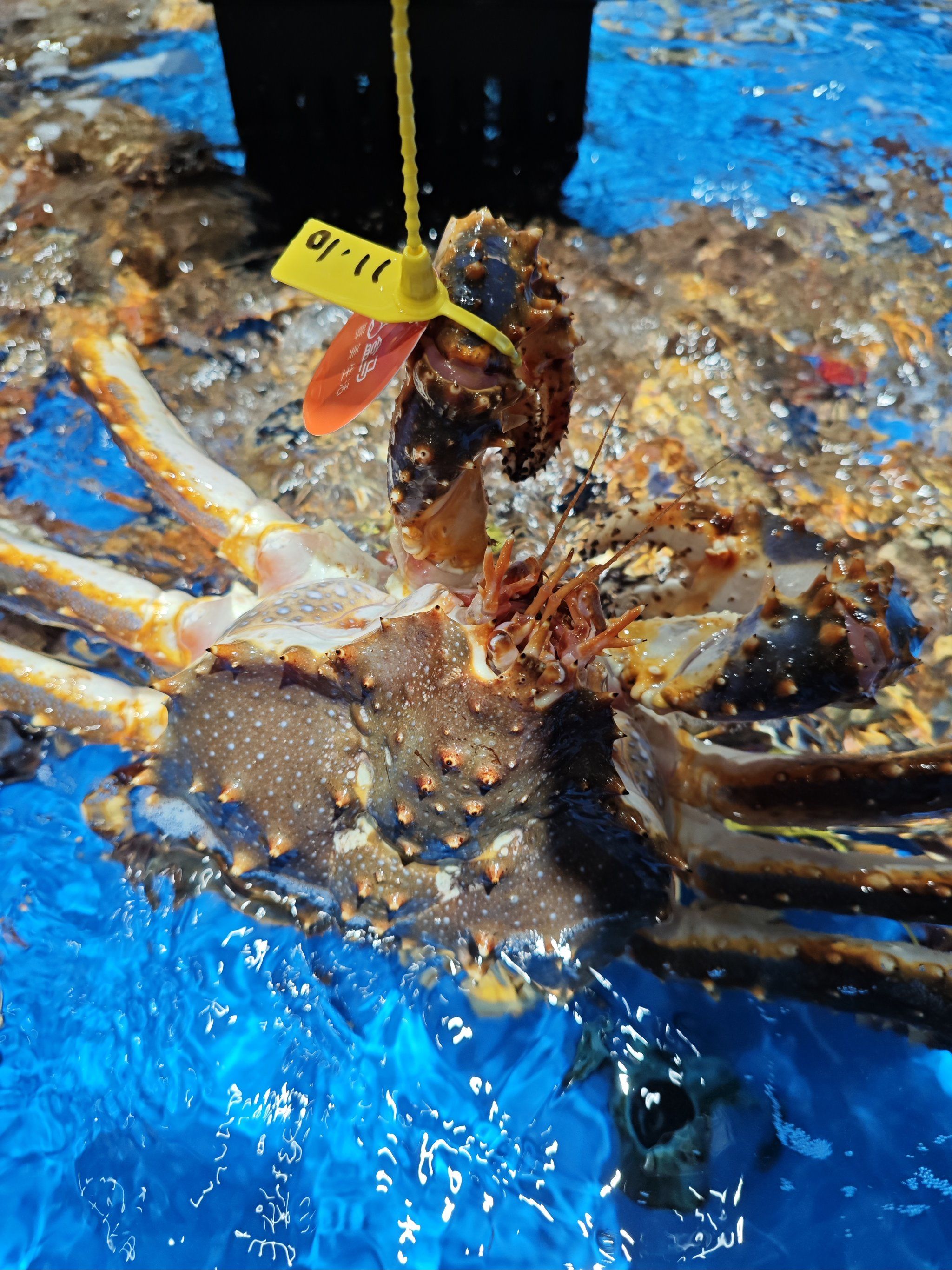 大螃蟹的魅力诱惑