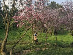 -重庆彩云湖湿地公园
