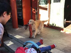 -百好乐宠物友好餐厅(朝外大街店)