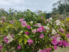 -东莞植物园