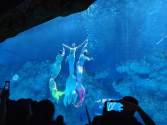 -芜湖新华联大白鲸海洋公园
