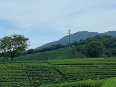 -龙坞茶村