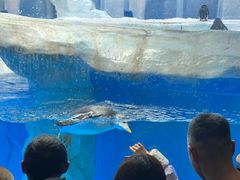 -海合安成都极地海洋公园
