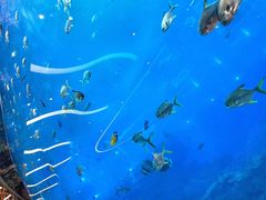 -瑞德姆美人鱼海底演艺主题餐厅(亚龙湾店)