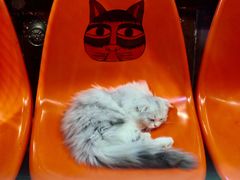 -猫咪博物馆(顶澳仔猫街店)