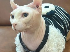 -MOCHA明星猫咖(田子坊店)
