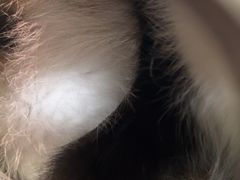 -御宝贝·A梦猫科宠物医院(国际猫友好医院)