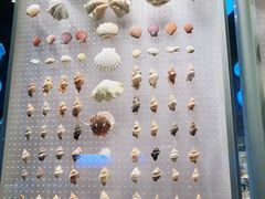 -贝林大翅鲸简餐厅(国家海洋博物馆店)