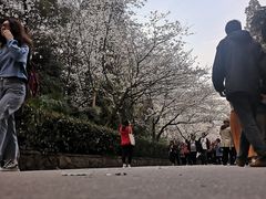 -武汉大学-樱园