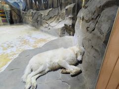 -海合安成都极地海洋公园