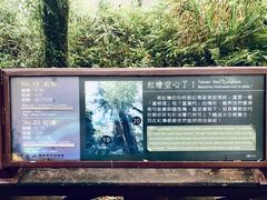 -阿里山神木遗迹