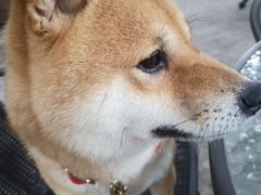 -柴犬高等学院·狗咖·柴犬售卖·宠物训练
